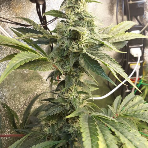Special Kush #1 growlog timeline photo