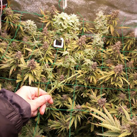 Kush n Cookies cbd 11 growlog timeline photo