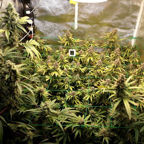 Kush n Cookies cbd 11 growlog timeline photo