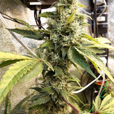 Special Kush #1 growlog timeline photo
