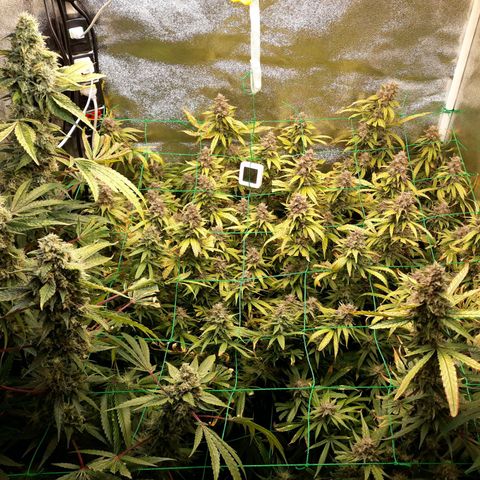 Kush n Cookies cbd 11 growlog timeline photo