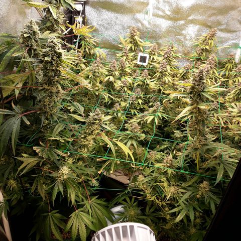 Kush n Cookies cbd 11 growlog timeline photo