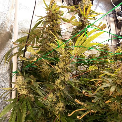 Special Kush #1 growlog timeline photo