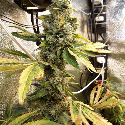 Special Kush #1 growlog timeline photo