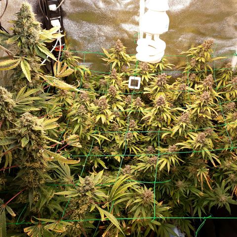 Kush n Cookies cbd 11 growlog timeline photo