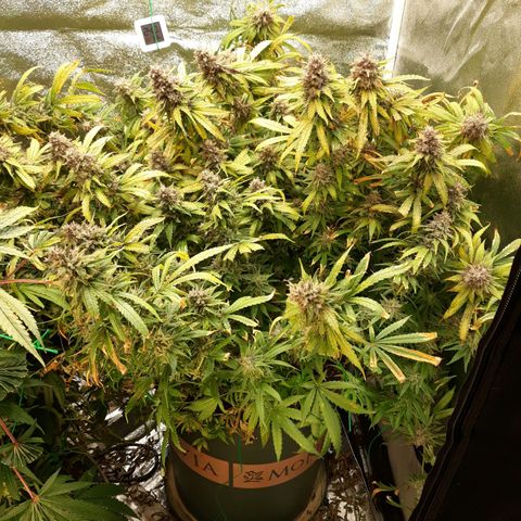 Kush n Cookies cbd 11 growlog timeline photo