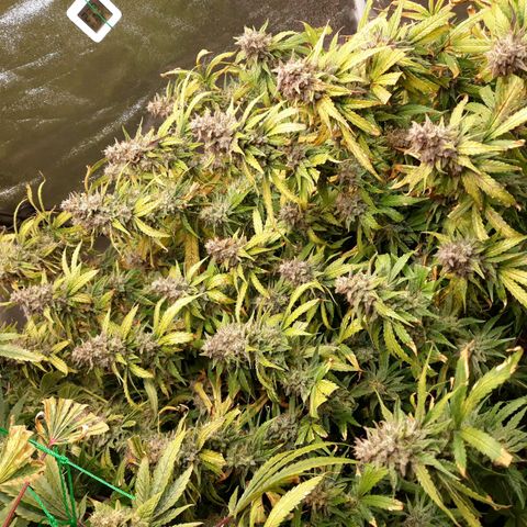 Kush n Cookies cbd 11 growlog timeline photo