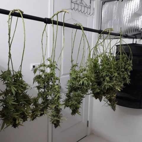 Kush n Cookies cbd 11 growlog timeline photo