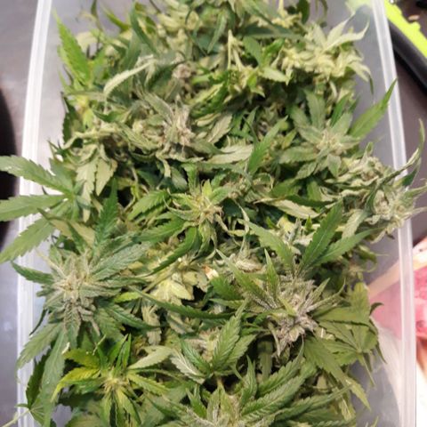 Kush n Cookies cbd 11 growlog timeline photo