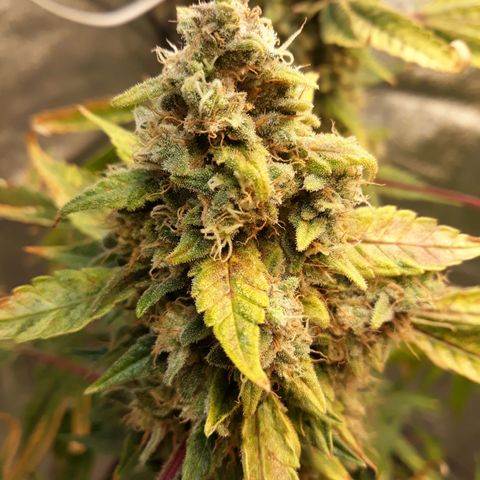 Special Kush #1 growlog timeline photo