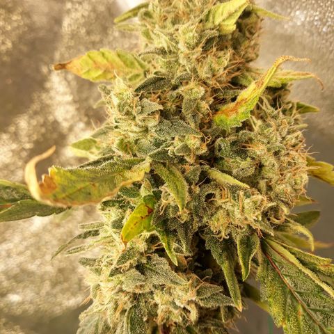 Special Kush #1 growlog timeline photo