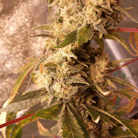 Special Kush #1 growlog timeline photo