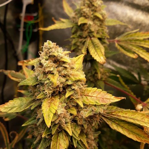 Special Kush #1 growlog timeline photo