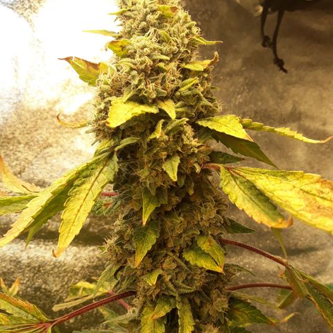 Special Kush #1 growlog timeline photo