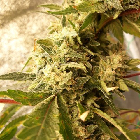 Special Kush #1 growlog timeline photo