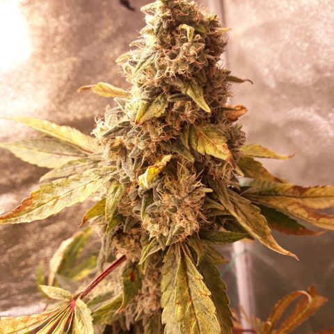 Special Kush #1 growlog timeline photo