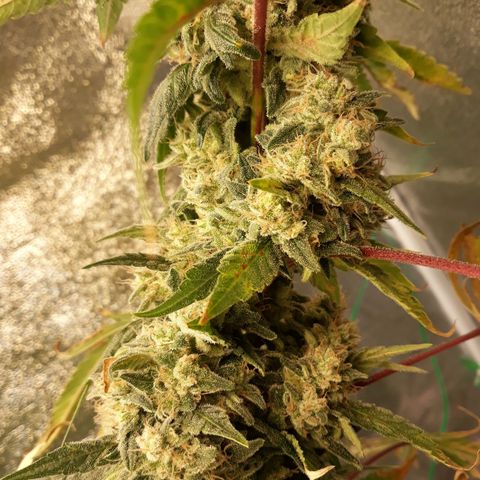 Special Kush #1 growlog timeline photo