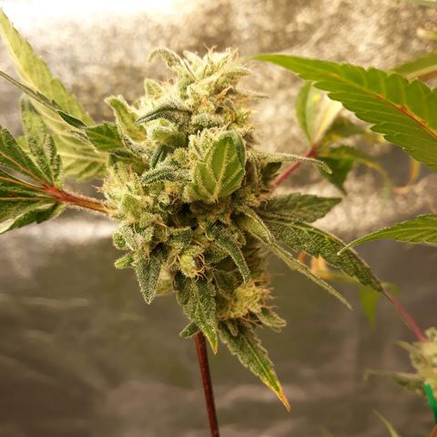 Special Kush #1 growlog timeline photo