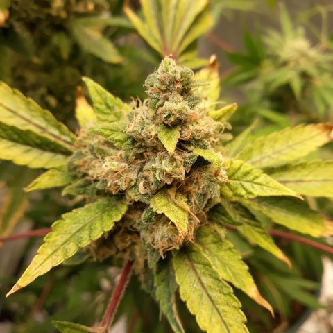 Special Kush #1 growlog timeline photo