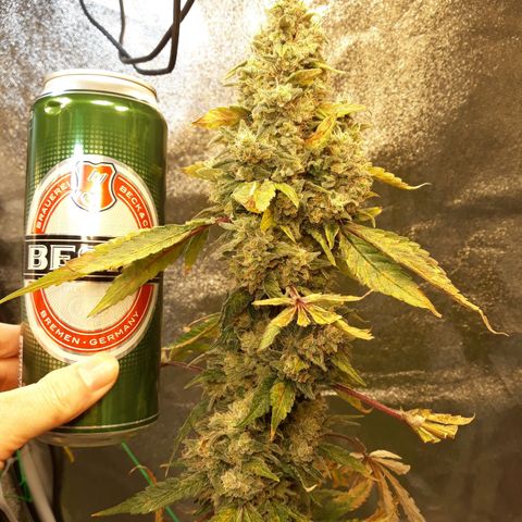 Special Kush #1 growlog timeline photo