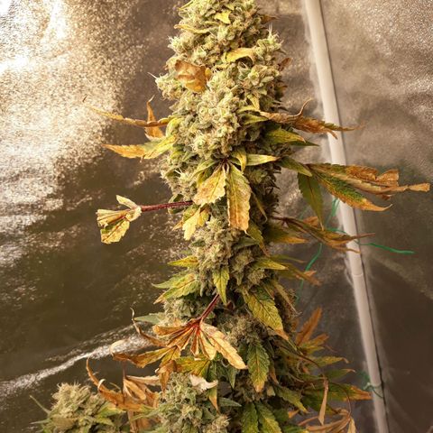 Special Kush #1 growlog timeline photo