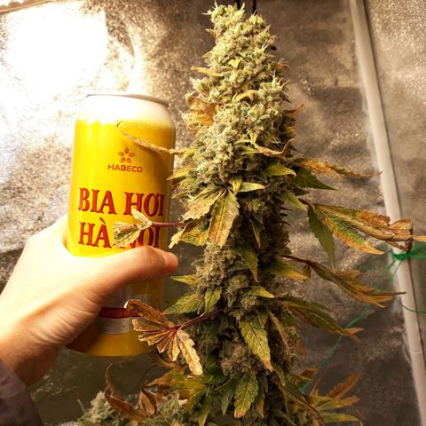 Special Kush #1 growlog timeline photo