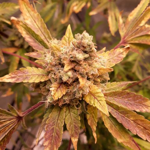 Special Kush #1 growlog timeline photo