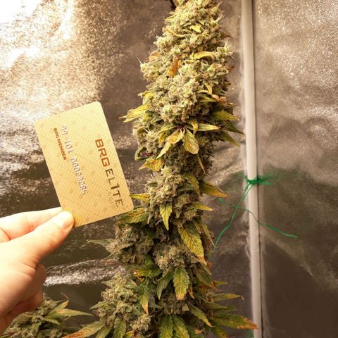 Special Kush #1 growlog timeline photo