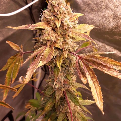 Special Kush #1 growlog timeline photo