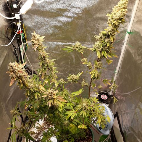 Special Kush #1 growlog timeline photo