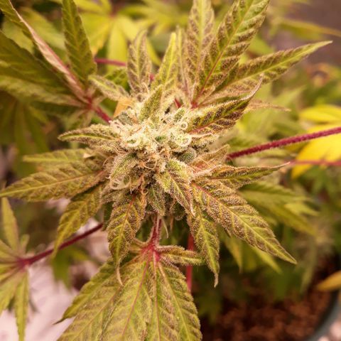 Special Kush #1 growlog timeline photo