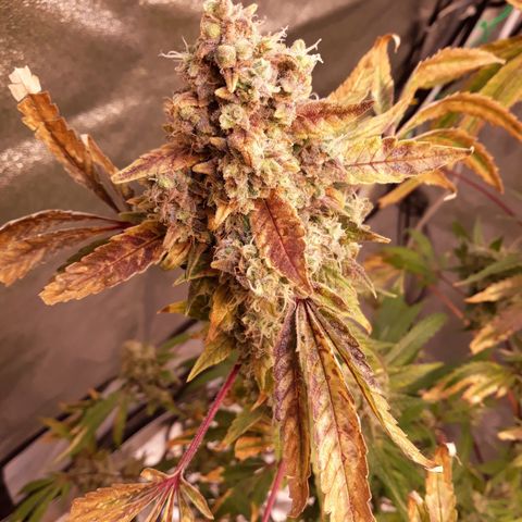 Special Kush #1 growlog timeline photo