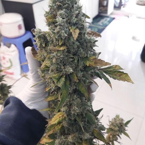 Special Kush #1 growlog timeline photo
