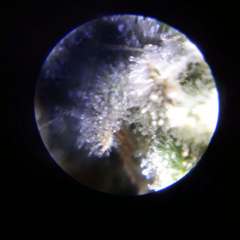 Special Kush #1 growlog timeline photo