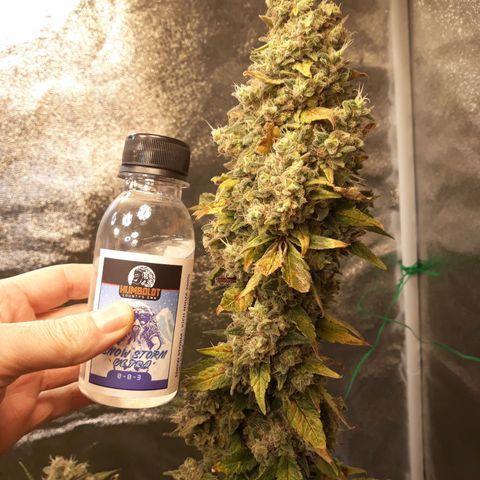 Special Kush #1 growlog timeline photo