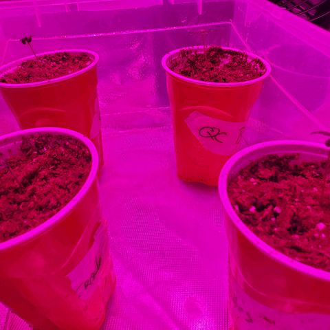 QC BLUE growlog timeline photo