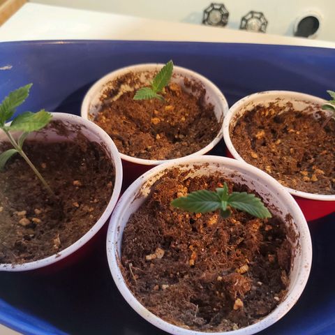 QC BLUE growlog timeline photo