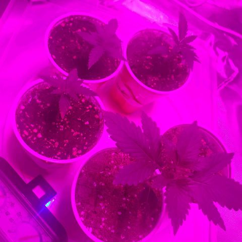 QC BLUE growlog timeline photo