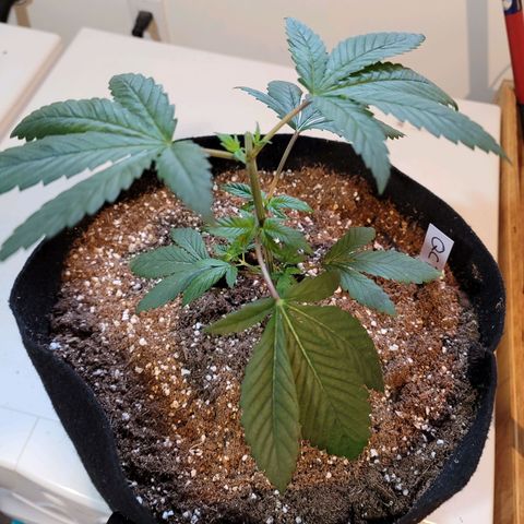 QC BLUE growlog timeline photo