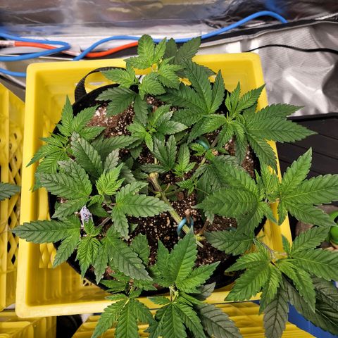 QC BLUE growlog timeline photo