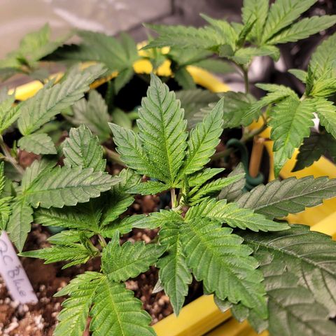 QC BLUE growlog timeline photo