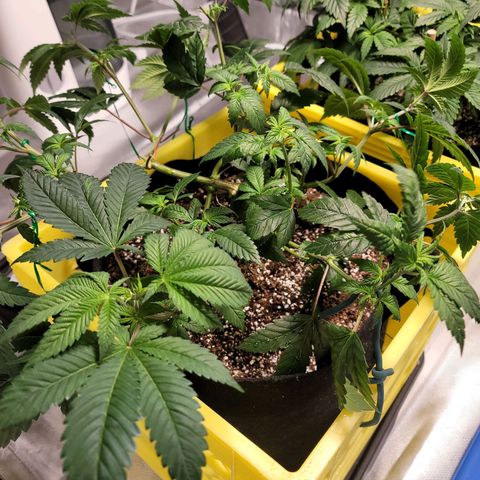 QC BLUE growlog timeline photo