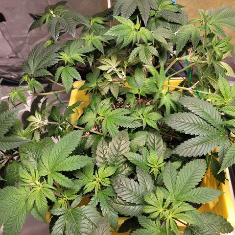 QC BLUE growlog timeline photo