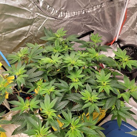 QC BLUE growlog timeline photo