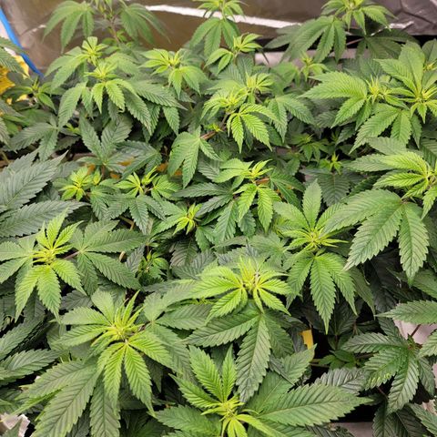 QC BLUE growlog timeline photo
