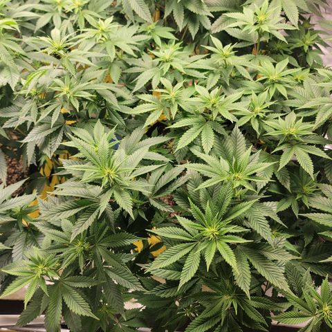 QC BLUE growlog timeline photo