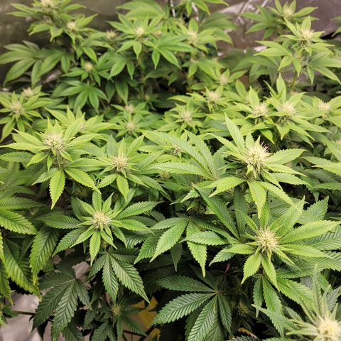 QC BLUE growlog timeline photo