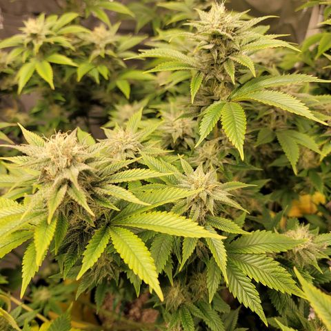 QC BLUE growlog timeline photo