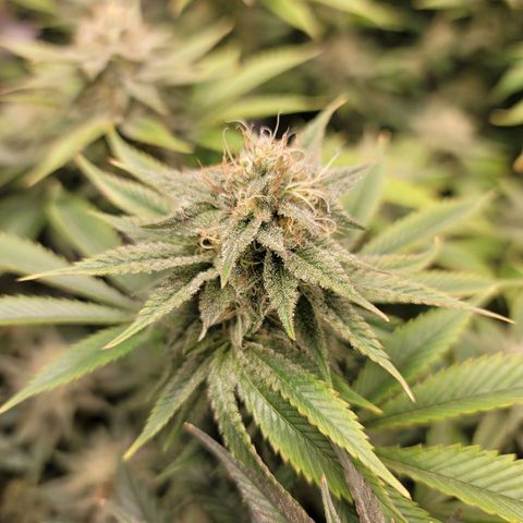 QC BLUE growlog timeline photo