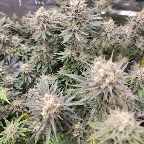 QC BLUE growlog timeline photo